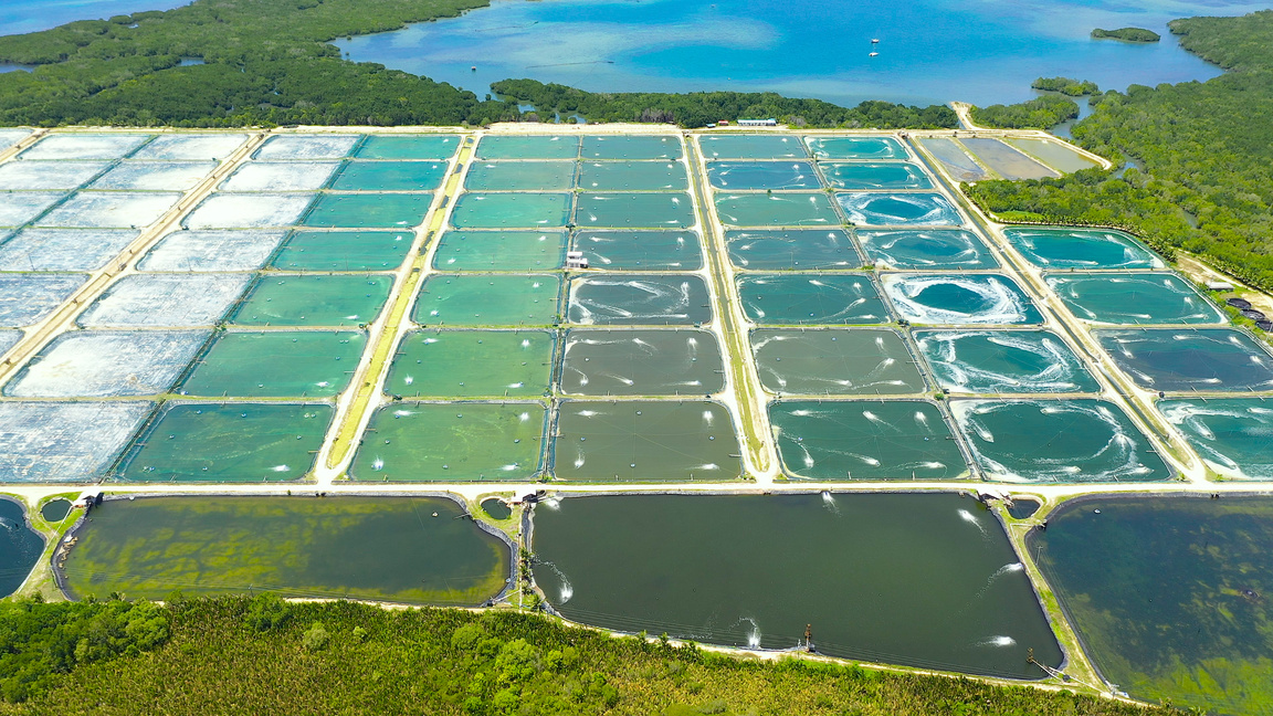 The Shrimp farming in Philippines